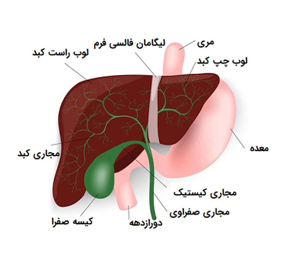 آناتومی کبد | دکتر حسین ضیائی متخصص گوارش