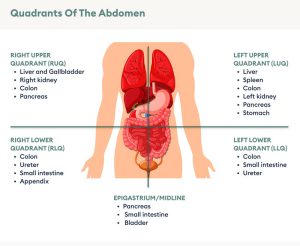 تقسیم شکم به چهار قسمت برای تشخیص درد
