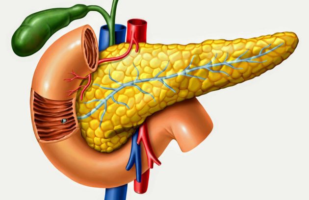 عملکرد و وظیفه پانکراس چیست؟